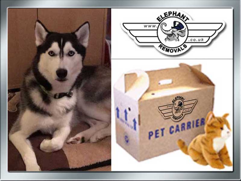 Elephantremoval's tweet image. Relocating Home requires a lot of preparation. Why not send your dog away to a friend, family member or boarding kennels during the moving process, or instead, choose a ...

🐘🚛 elephantremovals.co.uk/moving-blogs/m…
💬 Chat Online

#MovingDog #MovingWithDogs #MovingWithDog