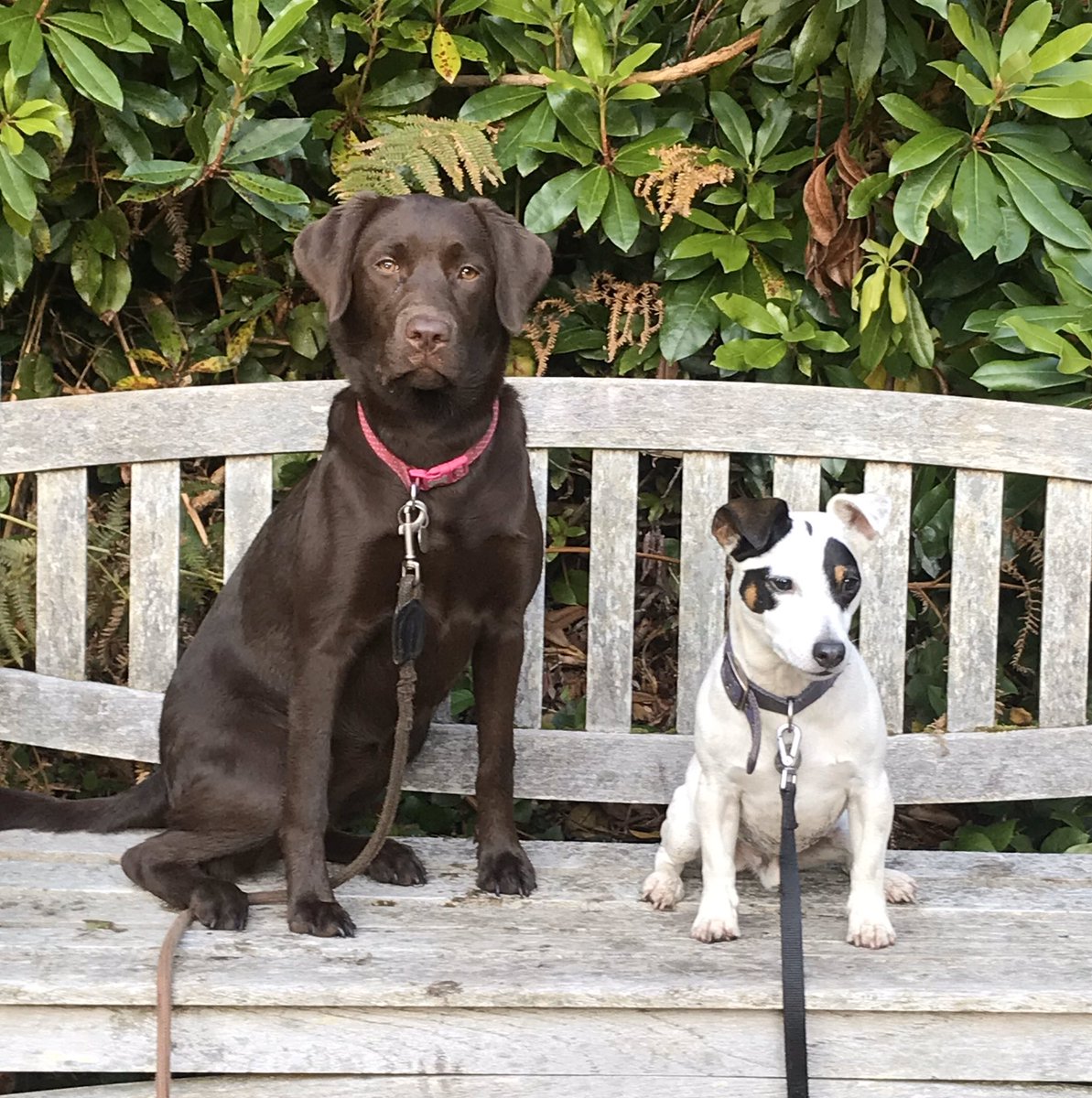 LoisLere's tweet photo. @AdamRutherford It said dogs have to be on leads, it didn’t say I had to be on the end of them.  Jura and Horace behaving for once🐾💜😁 https://t.co/Q11KfVreAR