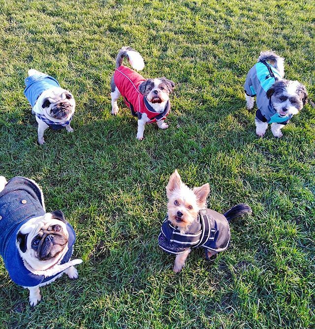 timetotrotpets's tweet photo. Little Legs Crew enjoying their morning walkies 🐾🐾🐾 #timetotrot #gateshead #dogwalker #dogwalking #toocute #🐾 https://t.co/CUZywLTRMq https://t.co/DNy7iDkERb