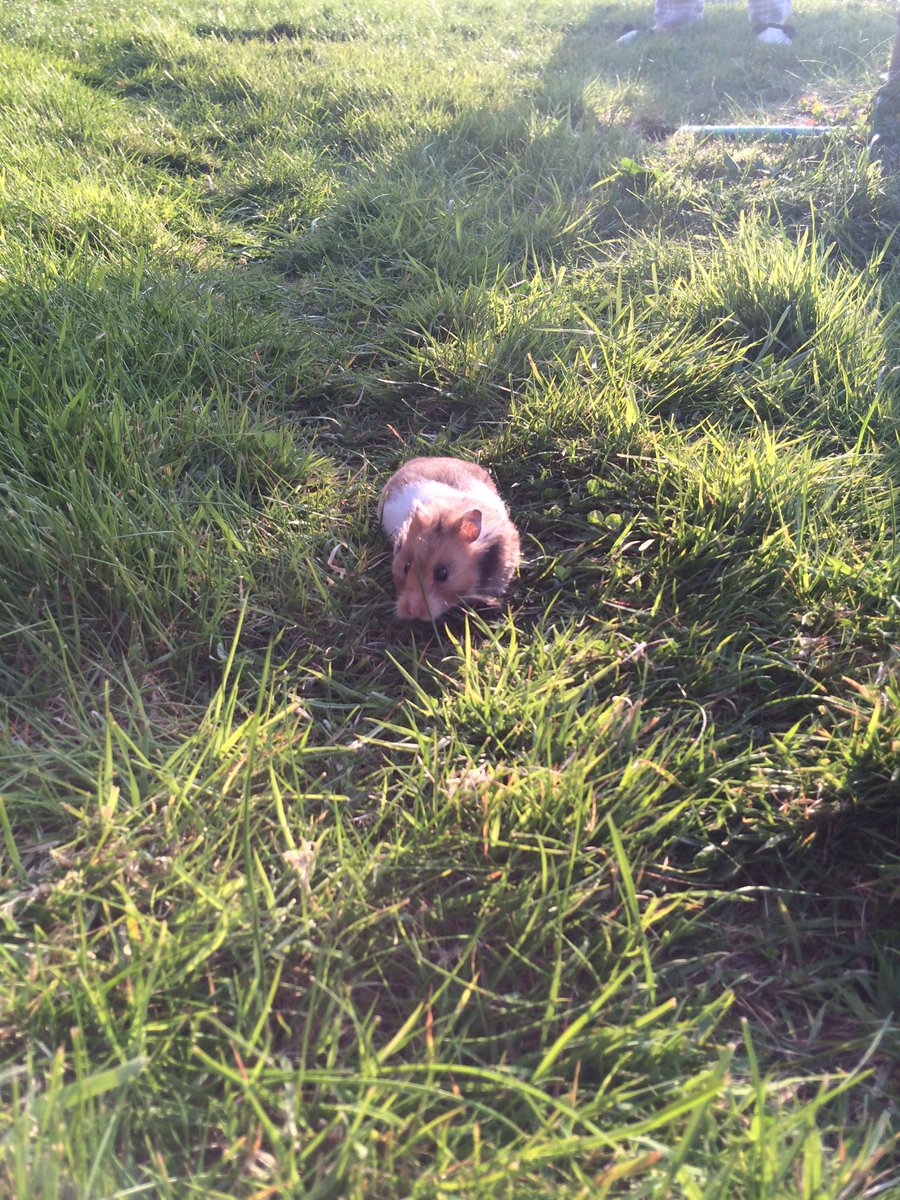 Pip A'Ness tweet media