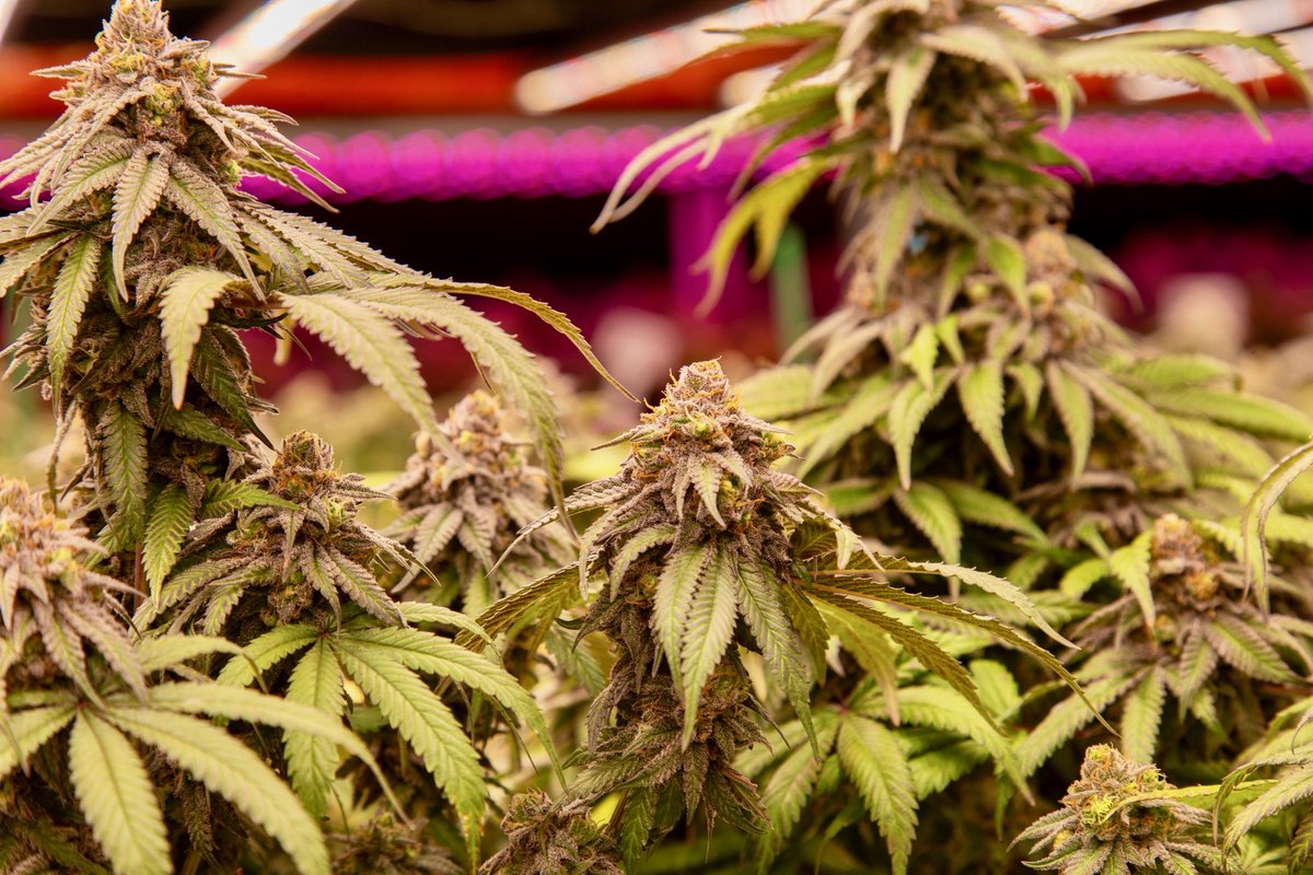 fluentcannabis's tweet photo. The more Polaris the better!

With a complex berry aroma &amp; the colors to match, this solid #indica provides an initial mental jolt that quickly fades into soothing bodily relaxation. 

Many consider it a perfect go-to #strain for evening use: https://t.co/lz2NdAhIUz https://t.co/MIL4WpQMjy