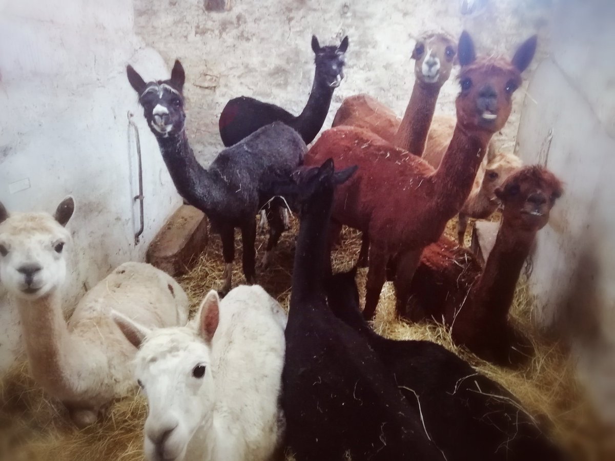 Magical Alpaca Experience tweet media
