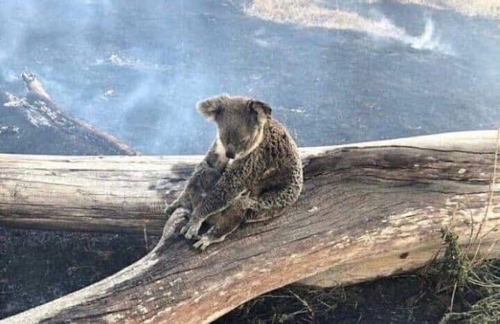 richielew4120's tweet photo. So sad seeing this,,, it's just not right... #bushfiresNSW #sydneysmoke #bushfiresQLD #ClimateEmergency #ClimateAction #ClimateChange https://t.co/X254sBPaHc