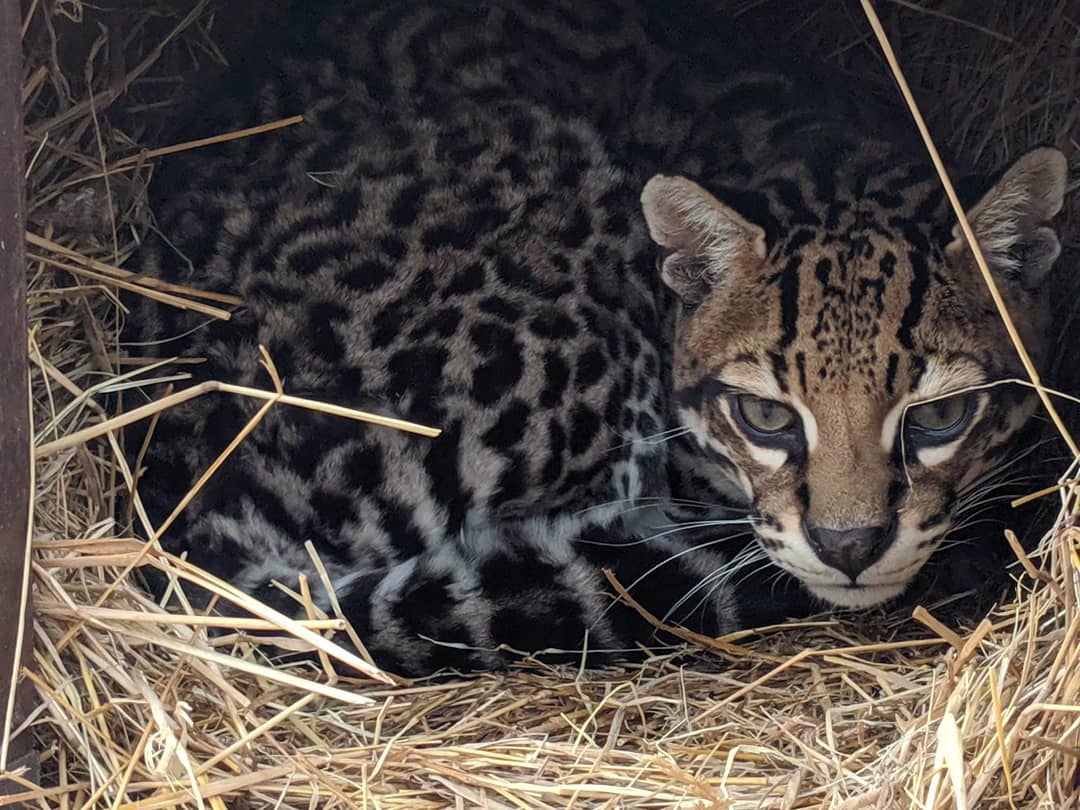 twastexas's tweet photo. Say hello to our newest resident Pinga! Pinga is 15 years old and has come to IEAS from the @okczoo to be her permanent retirement home ❤️ What a beautiful girl! #ocelots #ieas #animalsanctuary https://t.co/0Er430VEsZ