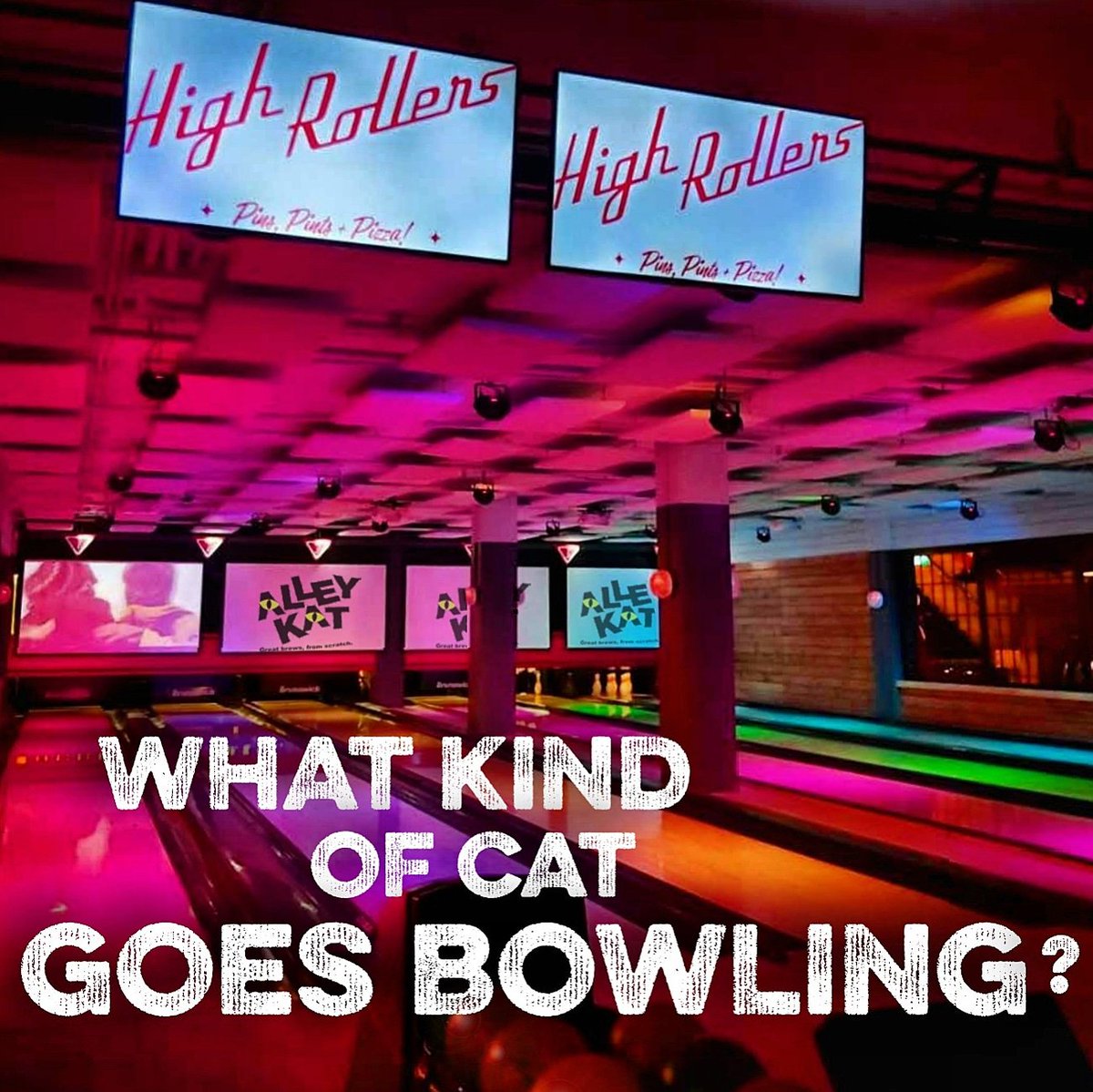 Alley Kat Brewing tweet media