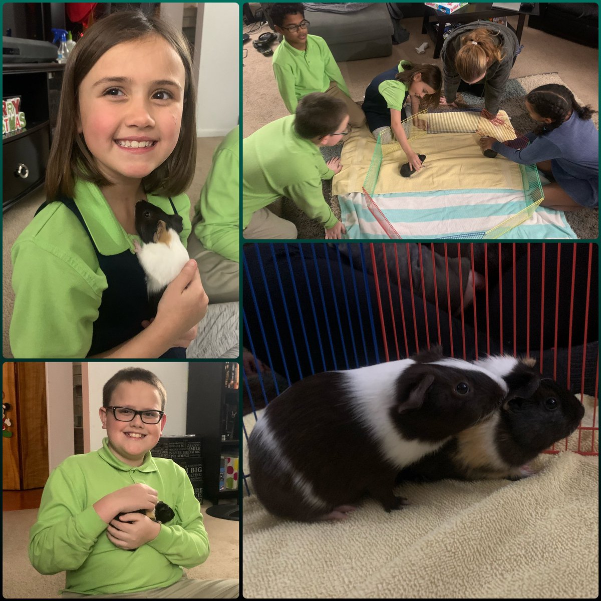 HoorayItsJ's tweet image. Meet Rolo and Coco, our newest guinea pigs. ❤️🐹 #guineapig #dadblogger