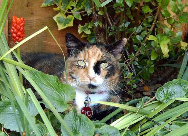 dolly_and_dj's tweet photo. Tom Baxter is raising money for Battersea Dogs Home . Tom’s Online Dog and Cat Show . Here is a pic of Roxy. Take a picture and donate #TODACS @todacs https://t.co/YESVORavt7