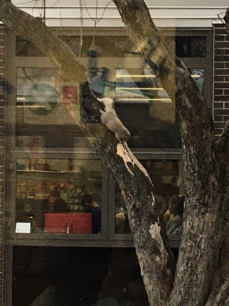 Mrsmichalesko's tweet photo. So our white squirrel really seems to be super light grey on top with a white tail & maybe ears. Unless it is getting a darker winter coat. It is often seen frolicking with a typical grey squirrel. #iginspires #squirrels #whitesquirrel #wildlifeatschool #projectsquirrel https://t.co/lqbfj7Uorw