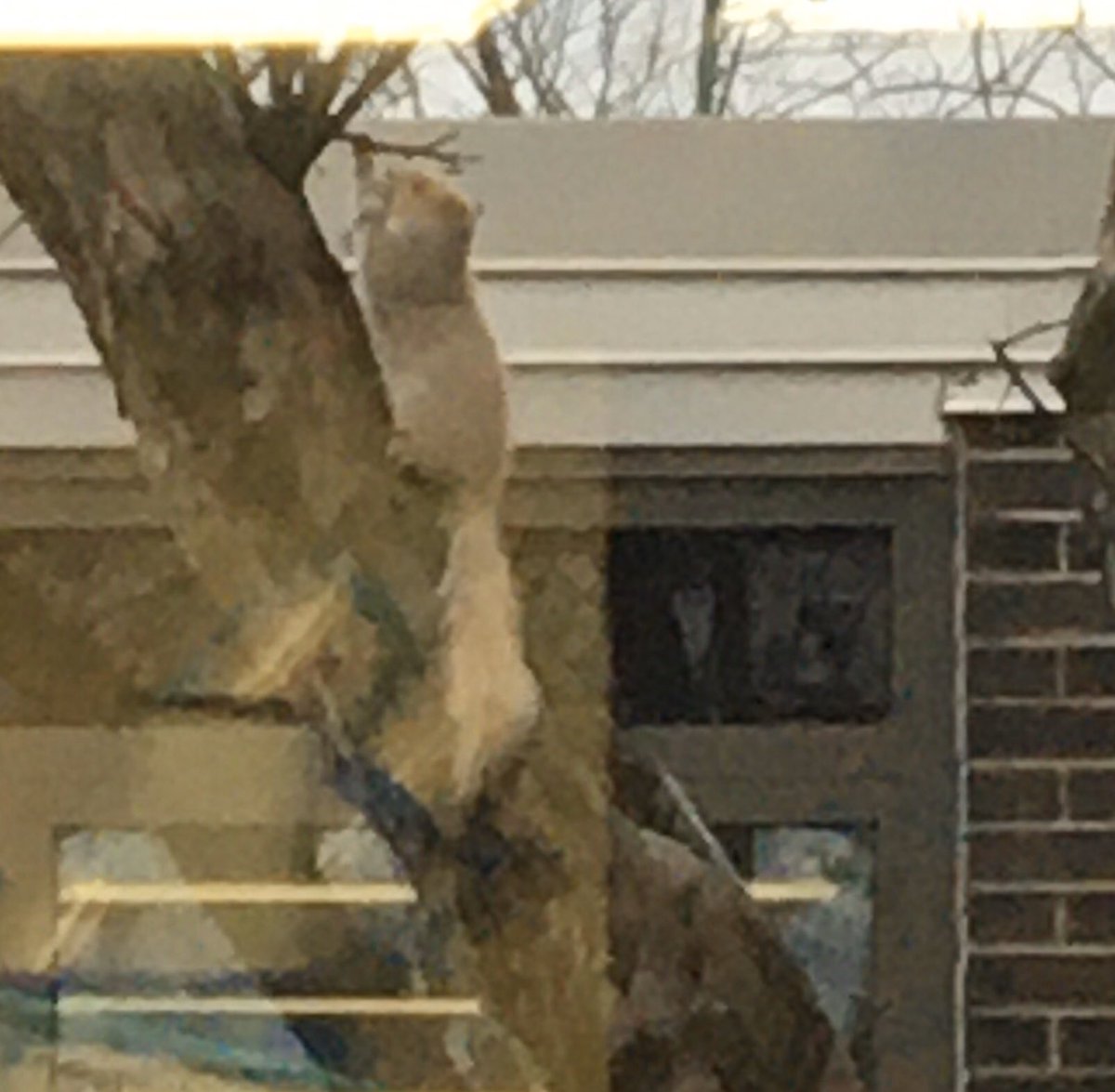 Mrsmichalesko's tweet photo. So our white squirrel really seems to be super light grey on top with a white tail & maybe ears. Unless it is getting a darker winter coat. It is often seen frolicking with a typical grey squirrel. #iginspires #squirrels #whitesquirrel #wildlifeatschool #projectsquirrel https://t.co/lqbfj7Uorw