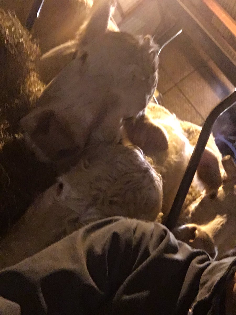 AliceVarlet's tweet photo. On surveille et on s’active 🧐y a pas d’heure pour les naissances🐂🐮@BienEtreAnimal @ceuxquifontlaviande@usaa https://t.co/mJvdN1iynd
