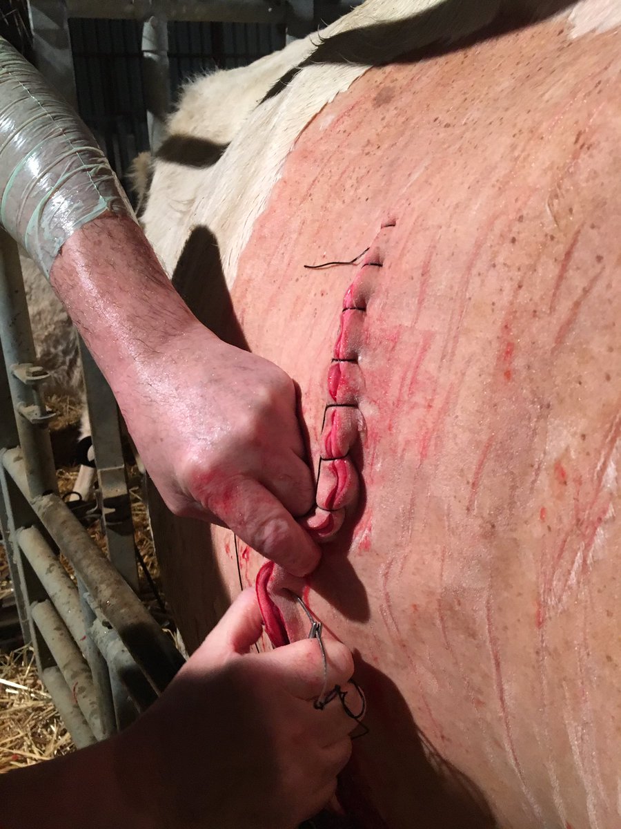 AliceVarlet's tweet photo. On surveille et on s’active 🧐y a pas d’heure pour les naissances🐂🐮@BienEtreAnimal @ceuxquifontlaviande@usaa https://t.co/mJvdN1iynd