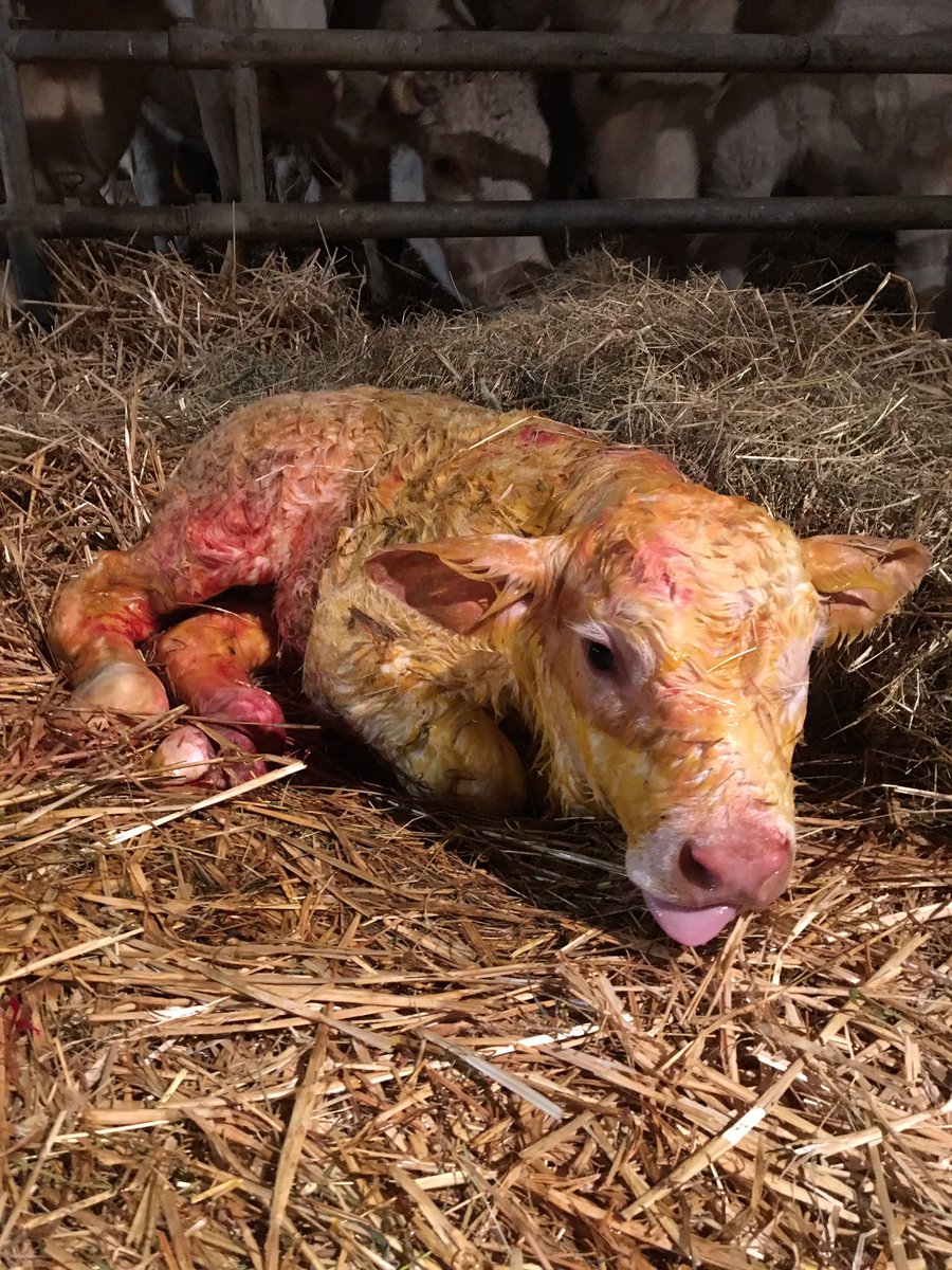 VARLET Alice (@alicevarlet) on Twitter photo On surveille et on s’active 🧐y a pas d’heure pour les naissances🐂🐮<a href="/BienEtreAnimal/">BienEtreAnimal</a> @ceuxquifontlaviande@usaa On surveille et on s’active 🧐y a pas d’heure pour les naissances🐂🐮<a href="/BienEtreAnimal/">BienEtreAnimal</a> @ceuxquifontlaviande@usaa