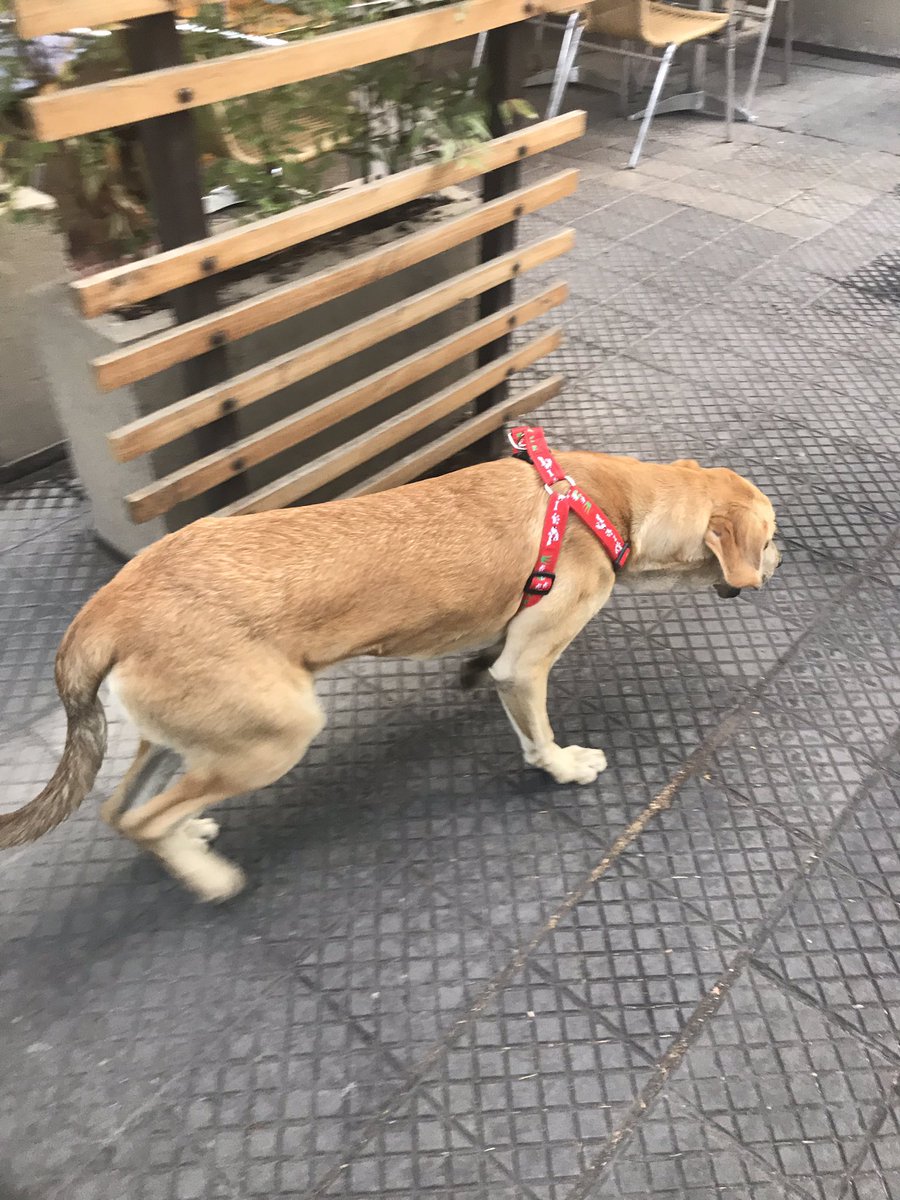 CARARAU's tweet photo. Al parecer este perrito está perdido, anda en sector Lyon con Lota @Muni_provi @Cooperativa @biobio https://t.co/18O4pTSPu2