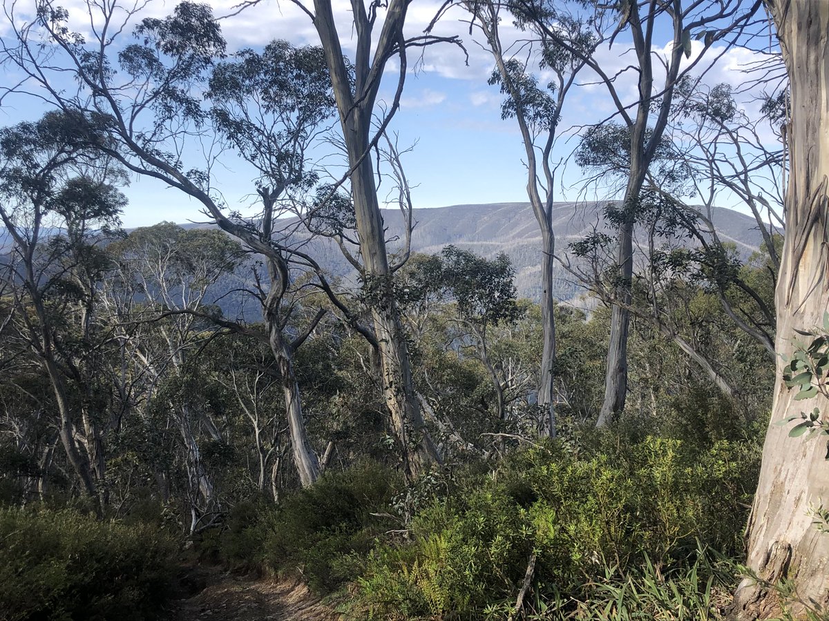 Another clear morning in the Victorian Alps. Thank god we are currently untouched by fire although the track ahead is still closed by a fire that was extinguished (by the blizzard!!!) last week. May hafta backtrack and hitch round to my next food drop at Hotham. Decisions.  #AAWT