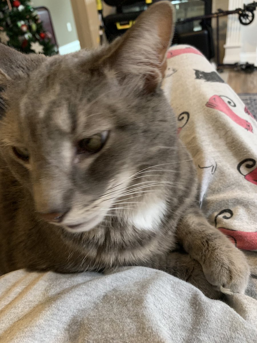 MyCatGeorge2's tweet photo. Meowy’s belly is super soft! Get her more Apple pie to make it even softer! #CatsOnTwitter #mycatcalledmefat https://t.co/J6xCDbXQU0