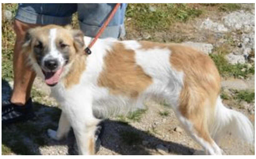 RSDR's tweet photo. #RSDR ADVENT DOGS: DAY 9
Itโs Reggieโs turn to be todayโs #adventdog We found Reggie tied up outside the shelter in 2017. This beautiful boy has a lovely character; he adores people and other dogs and cats.
Reggie would make a wonderful family addition. https://t.co/UGx49bUoAH https://t.co/AJIIctAXR3
