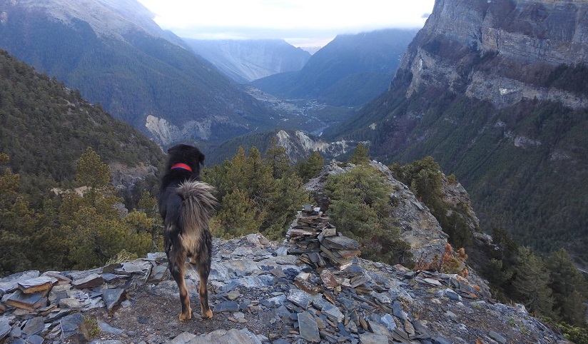 ArcGISStoryMaps's tweet photo. Research the #Arctic, tackle #canine distemper in Nepal + get tips on 3D & 2D #maps in our #storymaps weekly reads. https://t.co/soPiU6Ioth
📷: @torvaanser, @HimalayanMutts
#conservation #dogs https://t.co/XGf2rSdFly