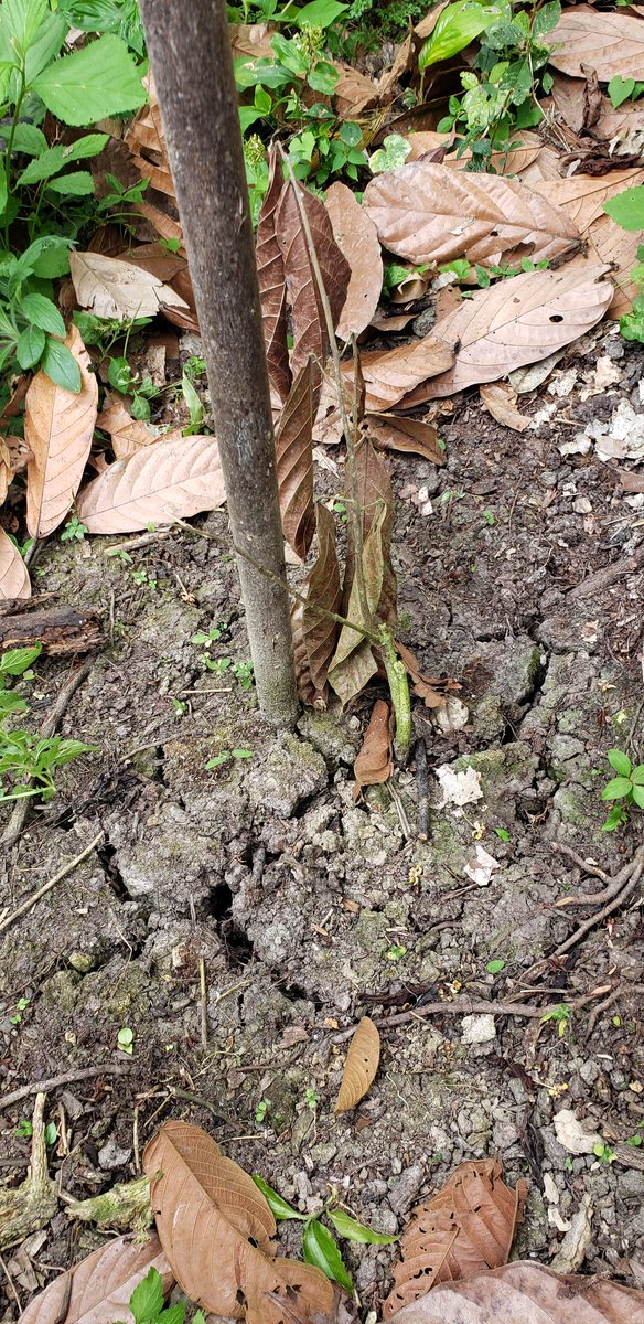 jarguellot's tweet photo. #ConLasBotasPuestas Técnico del Proyecto #AgroSeguro levanta Aviso de Siniestro a productor que sufrió afectación de sequía en plantación de cacao ubicada en Cantón Esmeraldas, Parroquia Majua, Recinto Tabuche Adentro. #MAG
#JuntoAlProductor
#ActivamosElAgro https://t.co/QI18s4EktX