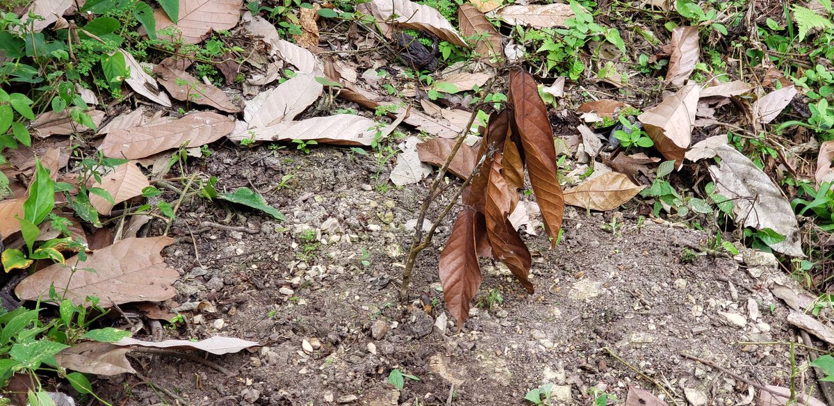 jarguellot's tweet photo. #ConLasBotasPuestas Técnico del Proyecto #AgroSeguro levanta Aviso de Siniestro a productor que sufrió afectación de sequía en plantación de cacao ubicada en Cantón Esmeraldas, Parroquia Majua, Recinto Tabuche Adentro. #MAG
#JuntoAlProductor
#ActivamosElAgro https://t.co/QI18s4EktX