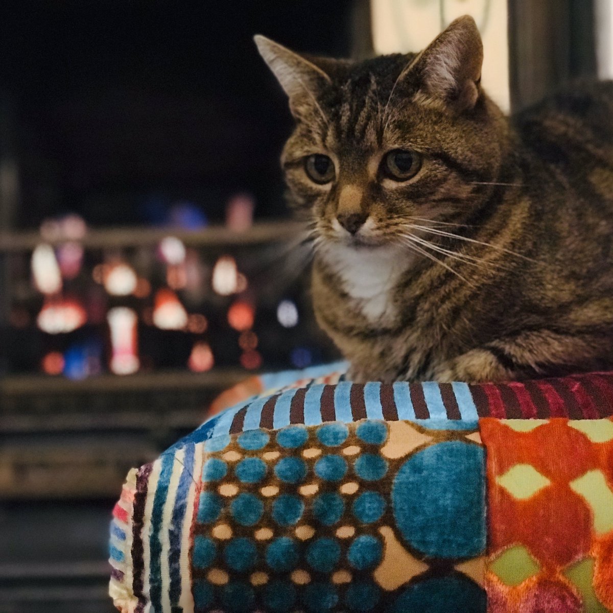 Filofox7's tweet photo. Just a cat photo to bring some relief from everything else that’s going on. We love #Sparky ,he’s quite a poser #cats_of_world #cats #catsnaps https://t.co/wnPfYdLDWh