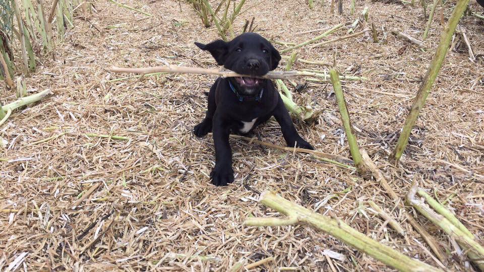 abbiliverton1's tweet photo. #farmdogsoftwitter https://t.co/TSY1i4ZPc0