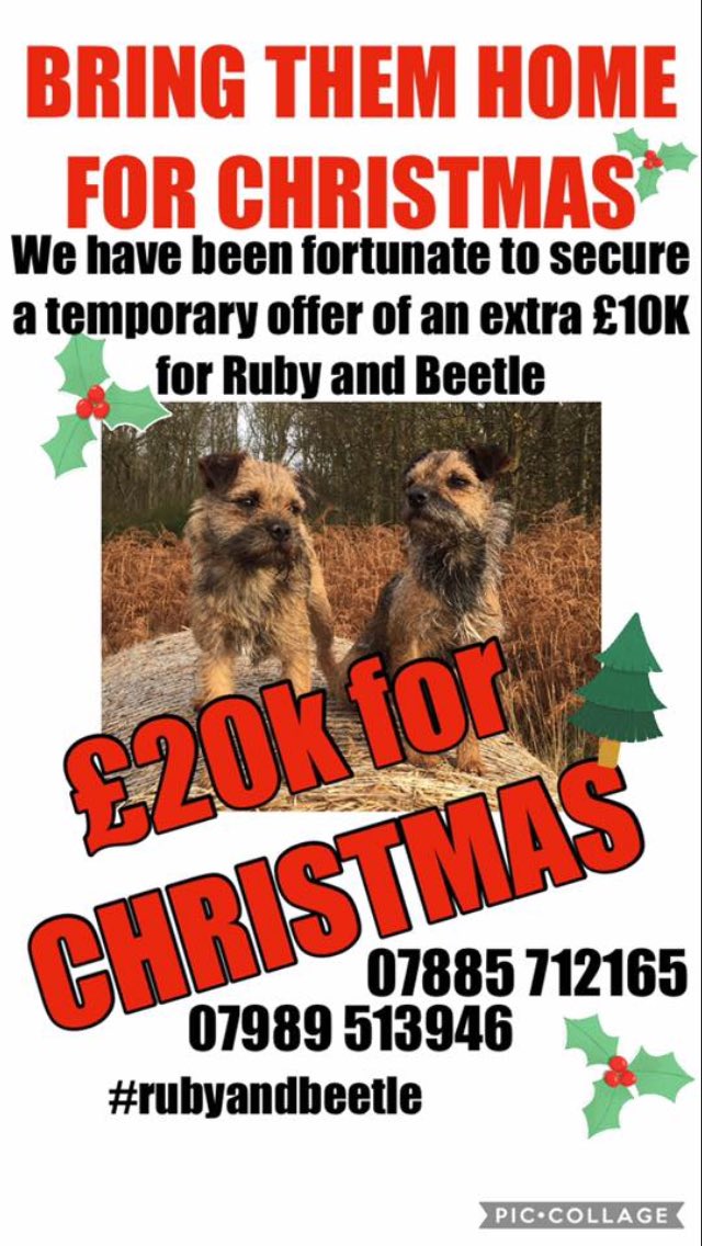 CakelessWonders's tweet photo. Please RT &amp; help #rubyandbeetle find their way home this #Christmas. 

#rubyandbeetle went missing in the #borders (#Kelso #Jedburgh area)  &amp; possible sightings #WhitleyBay &amp; #NorthEast coast 

#BorderTerrier #missingdogs #Terriers #NorthEast #rubyandbeetle #WhitleyBay #dogs https://t.co/uiJ7Mpi5F6