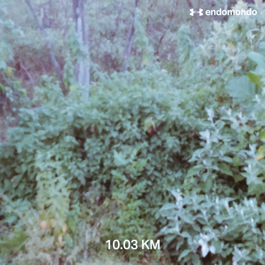 diablomxnet's tweet photo. tendrás lo último en material,el clima perfecto,el tiempo suficiente,pero si no tienes las emociones alineadas,todo se va a la mierda.
#aquinadiesejustifica #LosCobardesTeam #AmameTragonComoSoy #Endomondo
#PolarM430 #epicreact2 #nike #TortoiseRunProject #TortoiseFamily https://t.co/paN3U66VOR