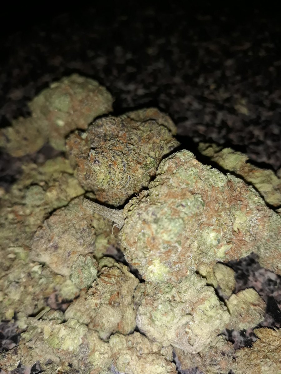 The_Real_WB's tweet photo. FLASH/NO FLASH OF "CUPCAKE" I KEEP SHIT REAL AND WHOEVER GREW THIS F'D UP SOMEHOW. DECENT AT BEST. 👎👎 #IamCannabis #Stonerfam #NotGas #NotDank 😂😎🤷♂️🤷♂️ https://t.co/isQ4R9i8K2
