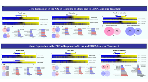 SinaiBrain's tweet photo. NOW at #ACNP2019! CHECK OUT Dr. Jun Wang's presentation: "Gender-Specific Responses to #Stress & Treatment in the Chronic #SocialDefeat Stress Model for #Depression". A GREAT collaboration w/ the #RussoLab!
@ScottRusso_CAN @MSHSNeurology @IcahnMountSinai @VABronx @ACNPorg https://t.co/GkBDyUhy1i