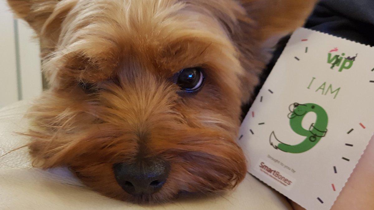 ClaireerialC18's tweet image. Happy Birthday to the bestest friend a girl could wish for ❤🐾🌟 #VIPpetsbirthday  #9thDecember #happybirthday #dogs #bestfriends 🎂 @PetsatHome