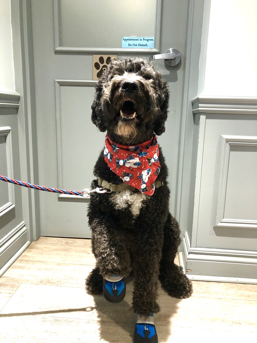 DwntnAnimalHosp's tweet photo. Ringo is looking stylish in his winter time boots and happy that his paws are protected from the salt, ice and snow.
Share with us some of your #WinterTips for your pet!
#TorontoWinter #DogWalkingTips #DogSnowDay #BeReadyForTheSnow #petowners #TheseBootsAreMadeForWalking https://t.co/pD5sJl5cEp