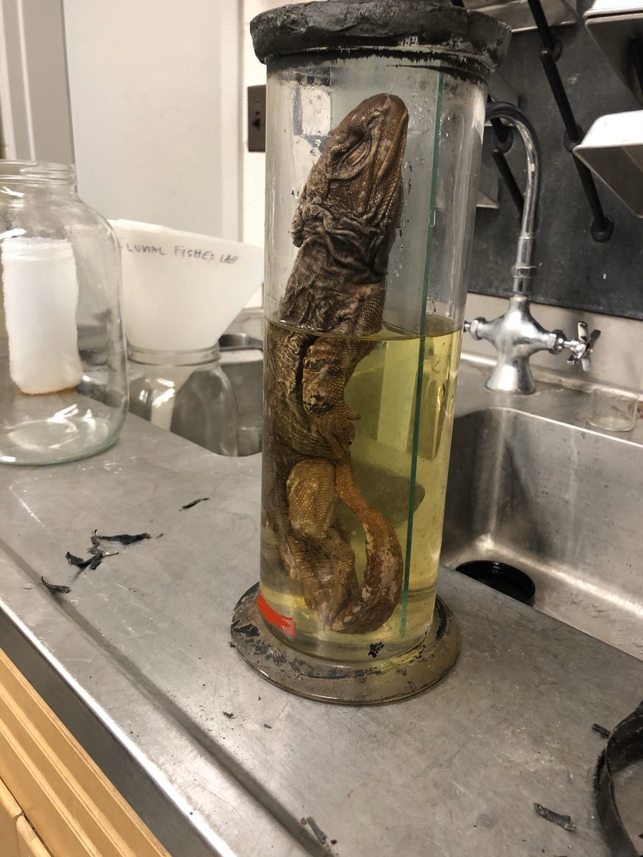 Virginia Tech Natural History Club tweet media