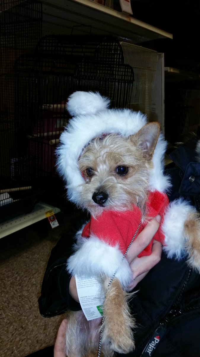 visiblepets's tweet photo. Ho Ho Ho, Hope you are excited about Santa Paws coming soon. I am not sure about what is going on with Instagram this last year. It's not the same. Any thoughts or insights friends? Ya Ya, I googled what's new with Instagram. Stories are in.  #instagramers https://t.co/hoqvRGnO9B