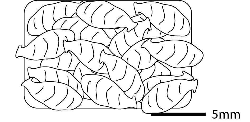 paleololigo's tweet photo. #UREES101 - Name that sedimentary environment:

Rock composed entirely of the broken up bits of clam, mussel, and oyster shells. Reacts strongly to acid. https://t.co/CHxl8lFzPX