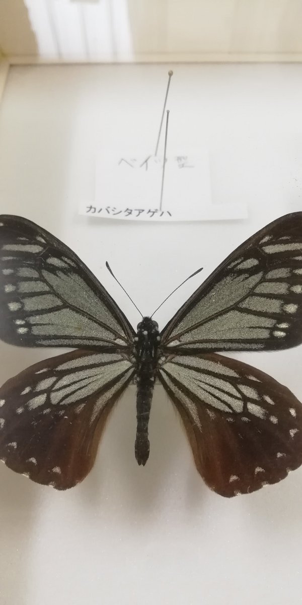 日本自然環境専門学校 公式 昆虫学 では擬態の講義を行いました まずは毒を持つ昆虫同士が 似た姿になるミュラー型擬態 ここにのせているチョウやガはすべて別の種類です そして毒を持つ昆虫に似せて捕食者に食べられないようにするベイツ型擬態