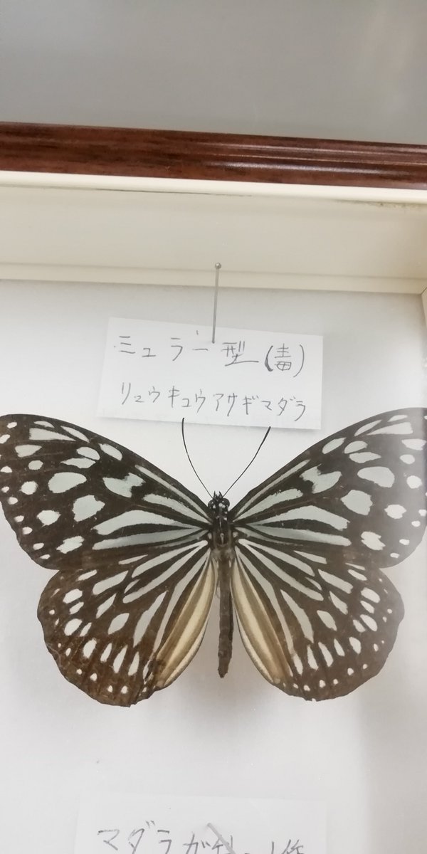 日本自然環境専門学校 公式 昆虫学 では擬態の講義を行いました まずは毒を持つ昆虫同士が 似た姿になるミュラー型擬態 ここにのせているチョウやガはすべて別の種類です そして毒を持つ昆虫に似せて捕食者に食べられないようにするベイツ型擬態