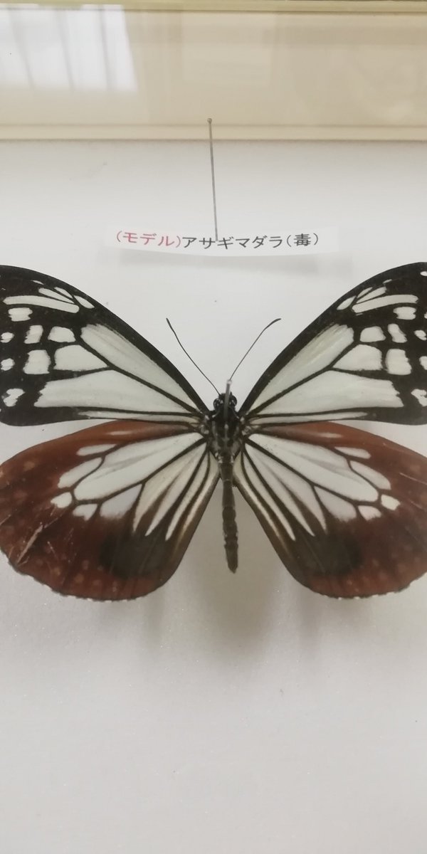 日本自然環境専門学校 公式 昆虫学 では擬態の講義を行いました まずは毒を持つ昆虫同士が 似た姿になるミュラー型擬態 ここにのせているチョウやガはすべて別の種類です そして毒を持つ昆虫に似せて捕食者に食べられないようにするベイツ型擬態