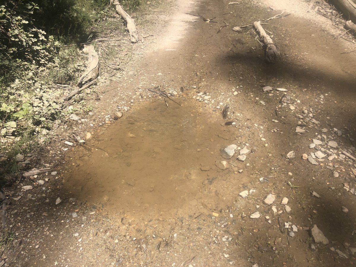 This is no ordinary puddle. Potholes on rough bush tracks are usually filled with muddy water. This one is crystal clear. That’s because it is fed by a trickle from a roadside moss soak. First water anywhere today. Fillin’ time!  #AAWT