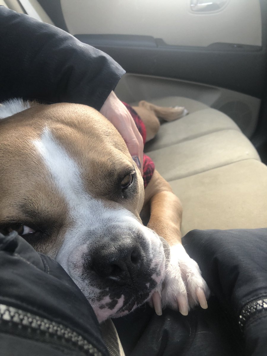 brycelaneroe's tweet photo. @brianna_toth_ @digitensions My Ruth reunion. Yes I sit in the back seat with my dog when my bf picks me up from the airport. https://t.co/SU46ji5jNw