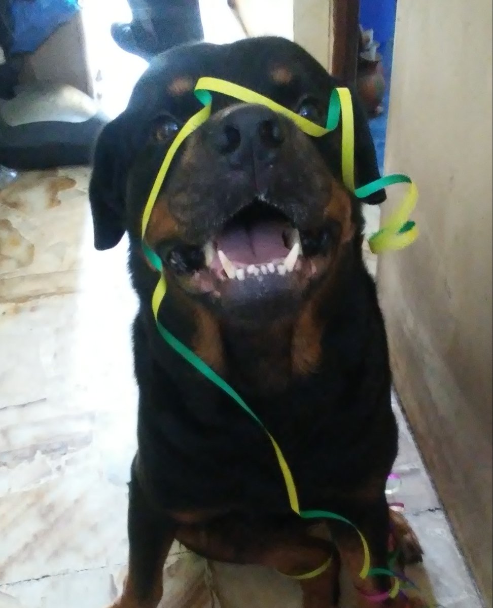 Andrea_555_LP's tweet photo. Los perros deberían ser eternos
Feliz Cumple Draco! https://t.co/T8wgS9Zbnw
