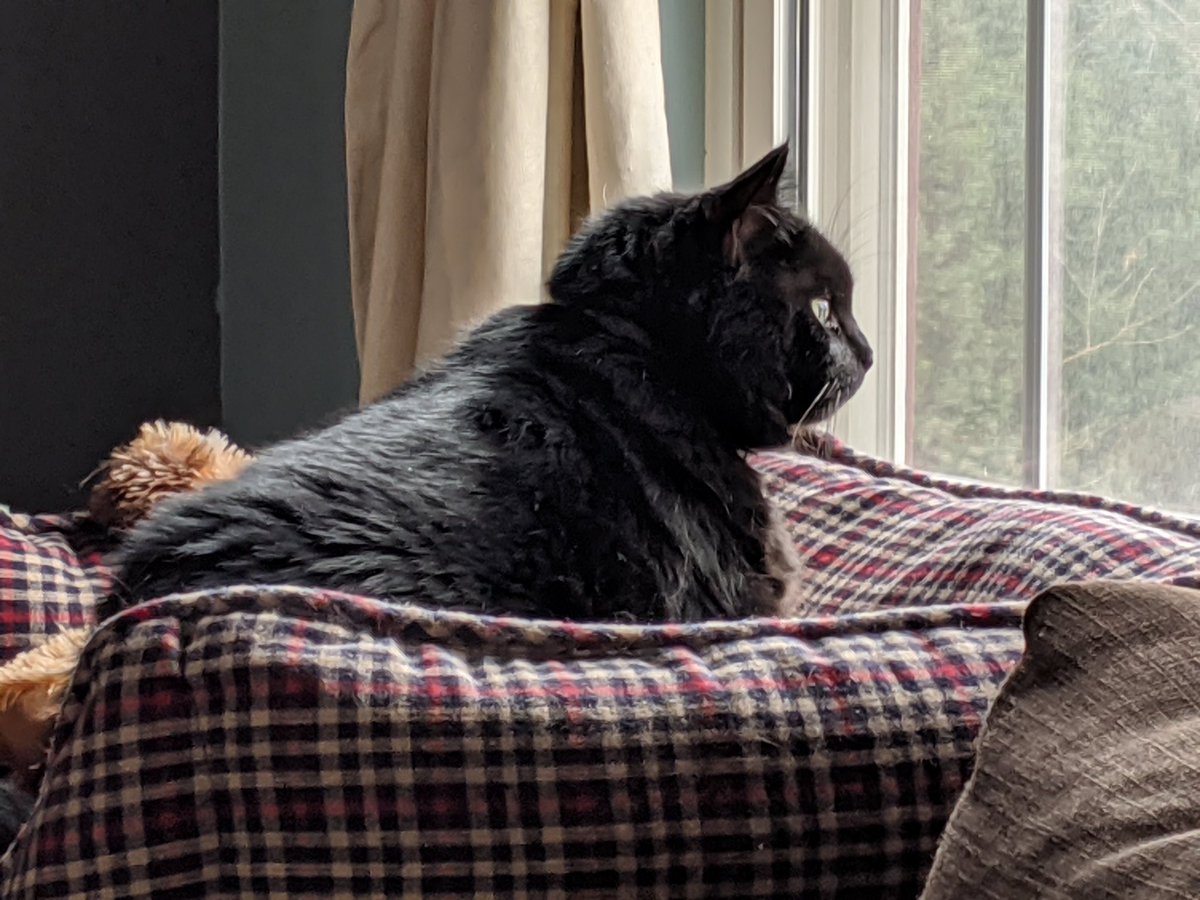 KodlakKitten's tweet photo. I am the handsomest. https://t.co/om51wT58H4
