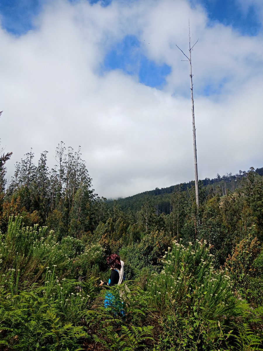 jillyfrees's tweet photo. LOGGING STOPPED in #CentralHighlands!
#NotBusinessasusual

Another 10 years of #logging &amp; 5 more before industry begins scaling down will not stop Vic #biodiversity &amp; #ExtinctionCrisis #JUSTtransitionNOW

#ForestsforCarbon #refuseReflex
#ClimateCatastrophe 
#ExtinctionRebellion https://t.co/R2Qa2H9Qok