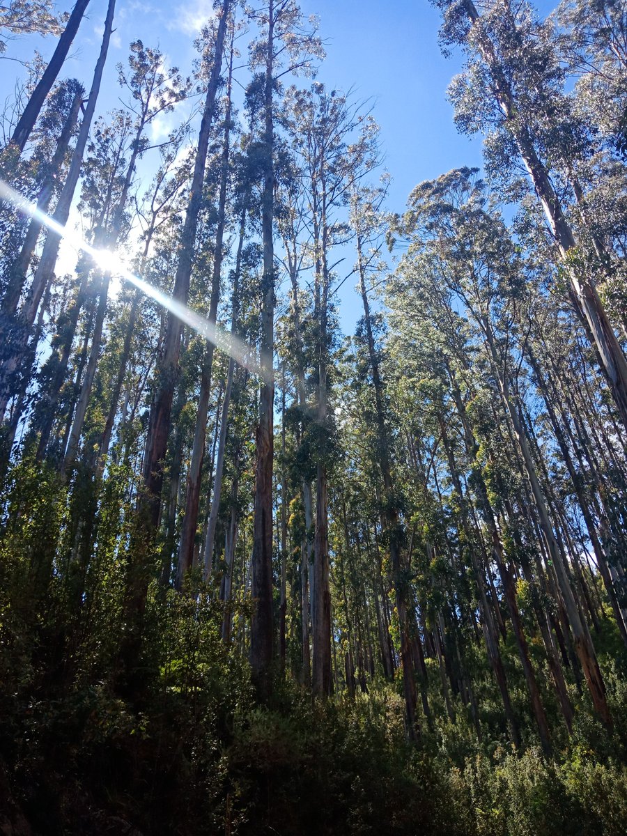 jillyfrees's tweet photo. LOGGING STOPPED in #CentralHighlands!
#NotBusinessasusual

Another 10 years of #logging &amp; 5 more before industry begins scaling down will not stop Vic #biodiversity &amp; #ExtinctionCrisis #JUSTtransitionNOW

#ForestsforCarbon #refuseReflex
#ClimateCatastrophe 
#ExtinctionRebellion https://t.co/R2Qa2H9Qok