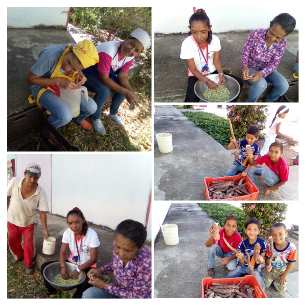 PENB Guayabal cosechando quinchoncho y yuca municipio Zamora <a href="/maduro_fr/">Nicolás Maduro</a> <a href="/psuvaristobuIo/">Aristóbulo Istúriz</a> <a href="/RMarcoTorres/">Rodolfo Marco Torres</a> <a href="/leoalvacabrera/">Prof. Leonardo Alvarado</a> <a href="/AraguaEducacion/">Sec. de Educación</a> @ZE_Aragua <a href="/RonaLop14029419/">Rona Lopez</a> @SZea2019