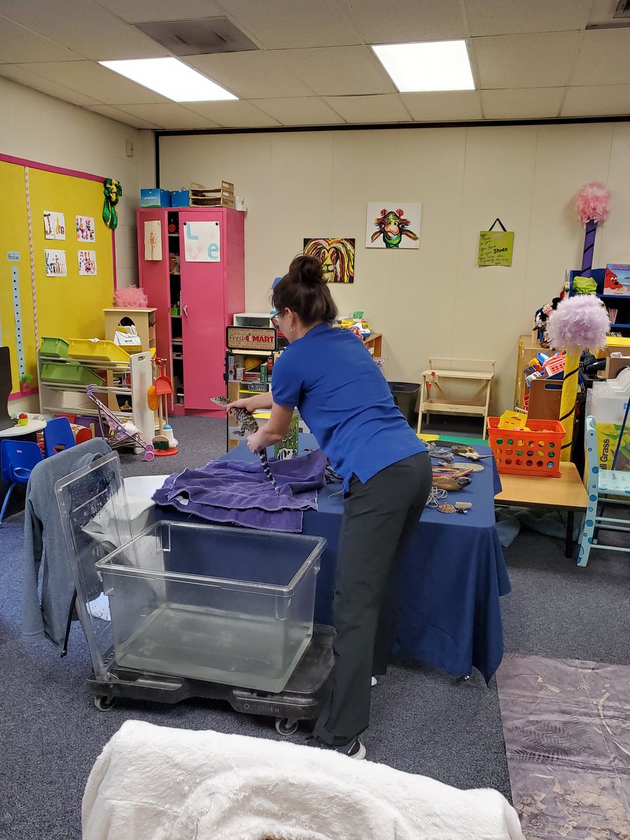 MrsNaitSaidi's tweet photo. So fortunate that we were able to have the @naturalsciences museum come visit us today for an outreach program @WilsonsMillsES about dinosaurs! It was so much fun with a story, real examples and replicas of bones, toys, and touching a young alligator! #SSStrong #MustangPride https://t.co/LBhffUK9XN