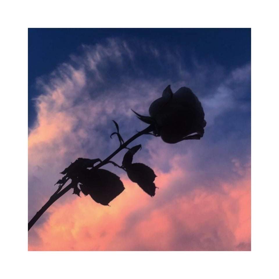 koolkath88's tweet photo. Love is like a rose that always blooming and keeping you loving 🌹❤️ https://t.co/ojxzNSsM6o
