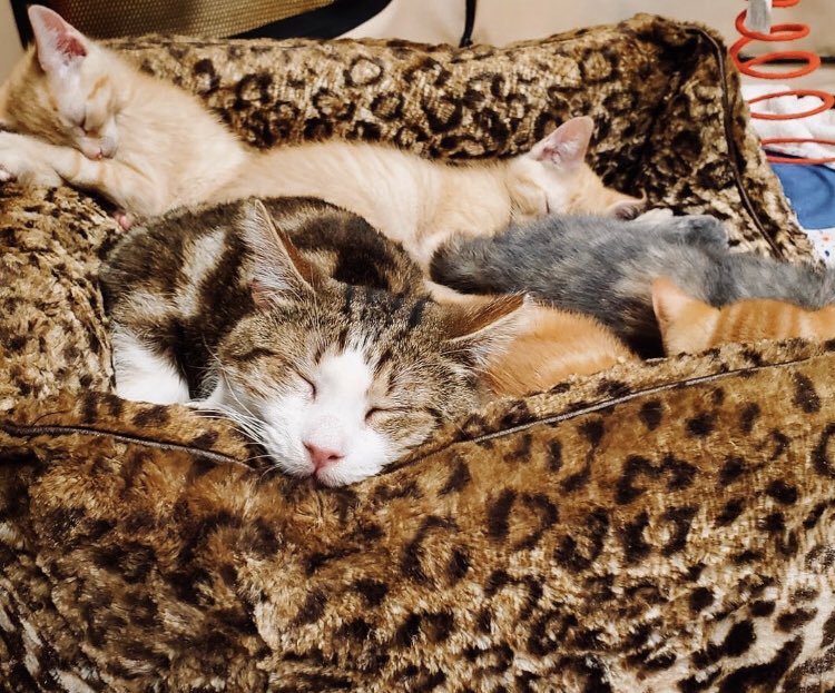 Just a cat & his kittens ❤️#contentment #loved #kittencuddler #mood #findingyourpurpose #rescued #adoptdontshop #animallover #cats #fosteringsaveslives #family #goodvibes #kittencuddle #kittenparty #nyc #longisland #perfectlyimperfect  #catandhiskittens #grandpamason