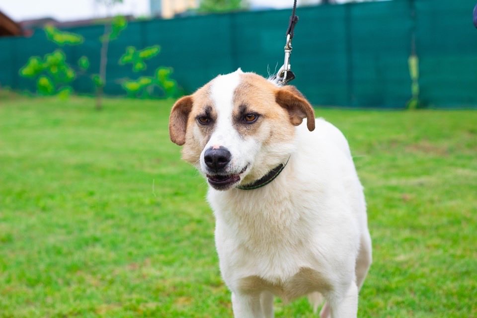 Iria, gib nicht auf! Das wunderschöne Mädchen ist 3-4 Jahre alt und verbringt bereits ihr ganzes Leben im #shelter. Hat Iria denn keine Chance? Iria will leben, geliebt werden &amp; für immer glücklich sein!♥️ #dog #dogs #DogsofTwittter #doglife #savelife #rescue #rescuedog #adopt