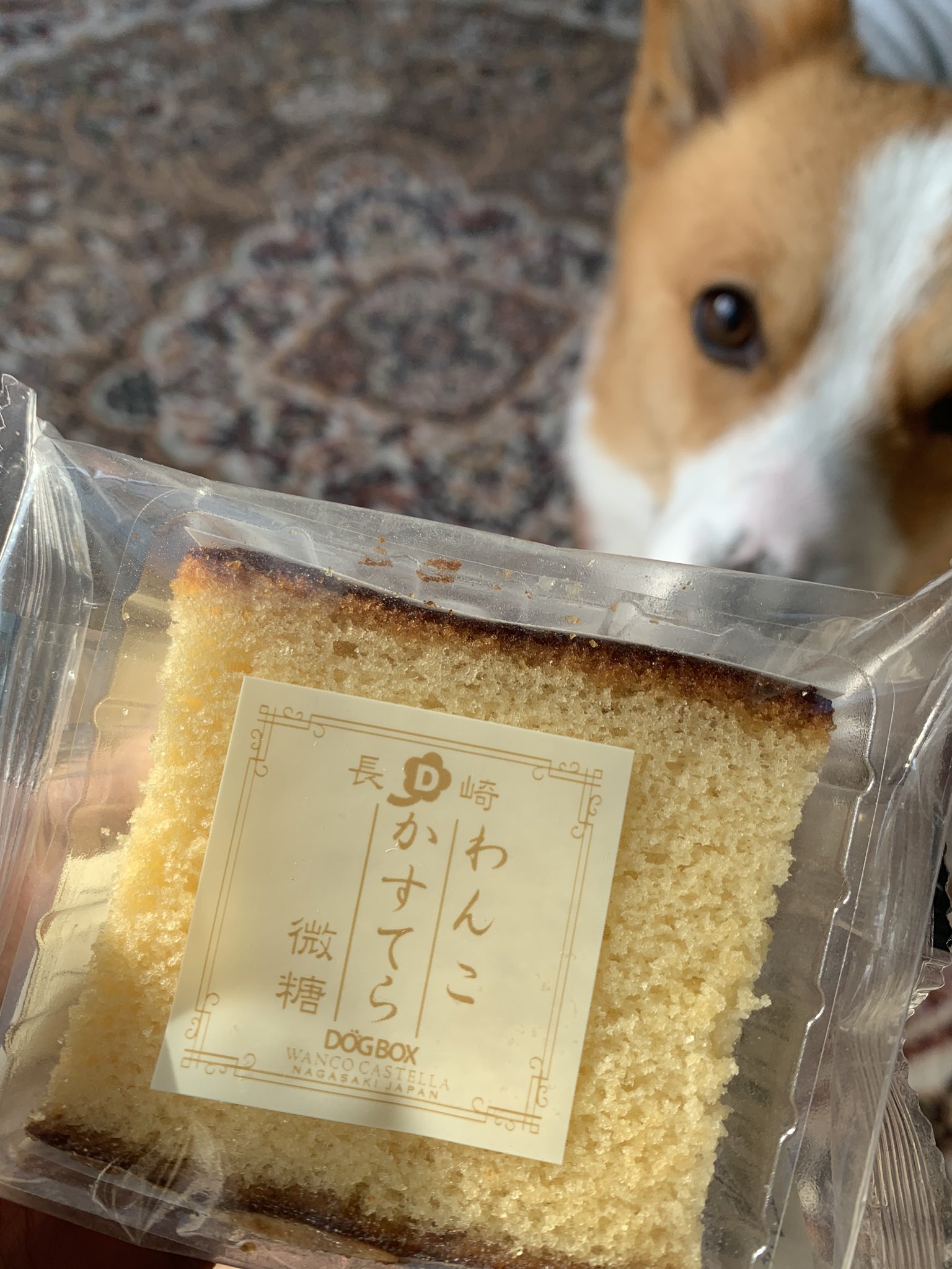 Tanimeso 長崎土産の犬用カステラ なかなかに好評 T Co Emfrtwikfu Twitter