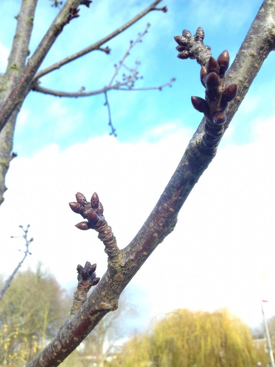 StadsboomgaardZ's tweet photo. Kers, bij @GBSdeBongerd alweer in knop https://t.co/wKTiYApvGt
